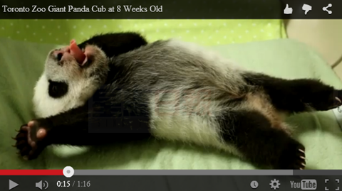視頻：熊貓寶寶仰躺伸懶腰 萌化了!