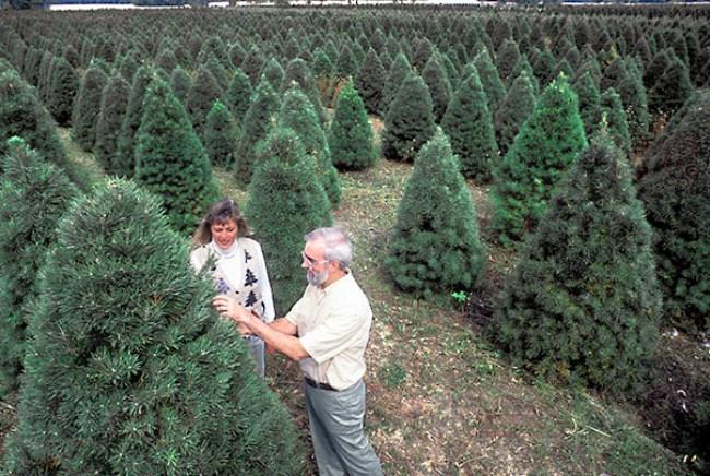 聖誕將至 如何挑選真的聖誕樹
