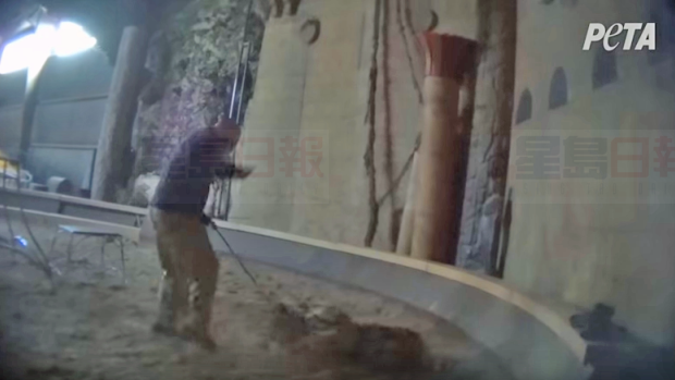 動物園園長狠鞭老虎19次 SPCA介入調查