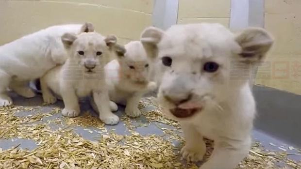 動物園白虎寶寶新照曝光