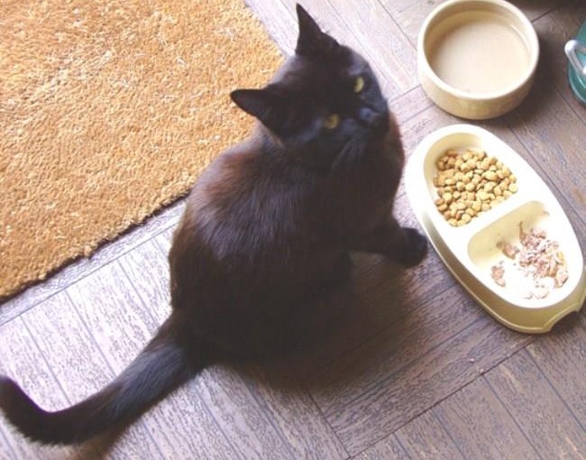 把幼貓殘忍扔出車窗 女子被控虐待動物