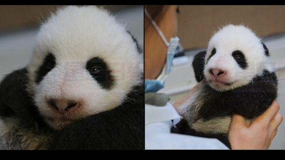 多倫多動物園：熊貓寶寶終於可以睜眼了(圖)