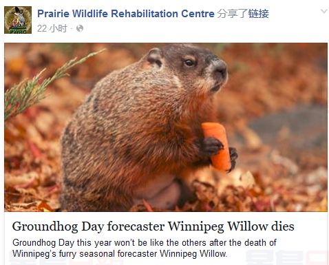 週二土撥鼠日 土撥鼠預報君卻在週末死了