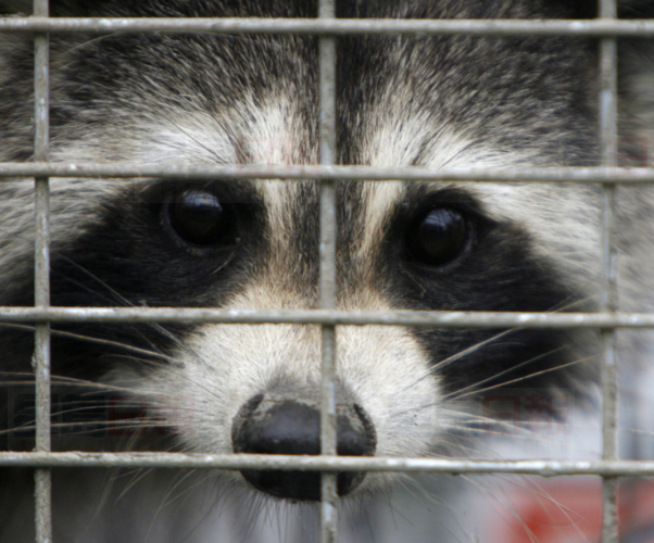 咸美頓新發現10例浣熊狂犬病