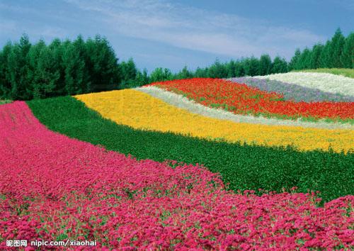 中國網評 十大值得一賞“花節花會”
