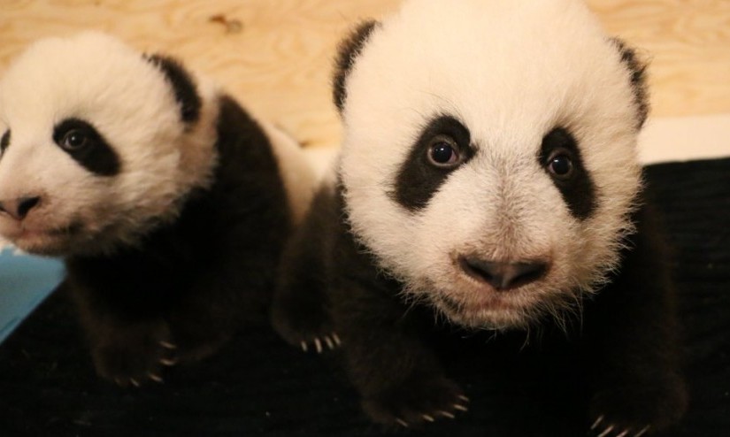 熊貓BB慶100天 三月「面世」