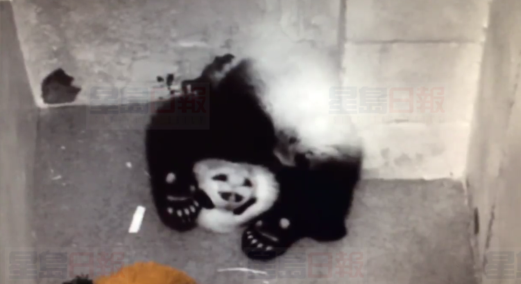 熊貓「貝貝」魅力沒法擋 市民凌晨排隊參觀