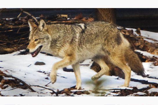 又到土狼繁殖季 提防家中大型犬誤成目標