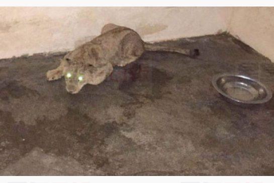 獅子逃脫遊杜拜街頭