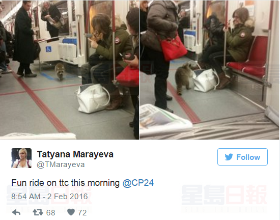 浣熊今早在Spadina站坐地鐵 你遇到了嗎