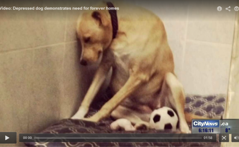 “世界上最傷心狗狗”找到家了