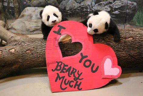 熊貓寶寶和情人節卡合照 動物園送祝福