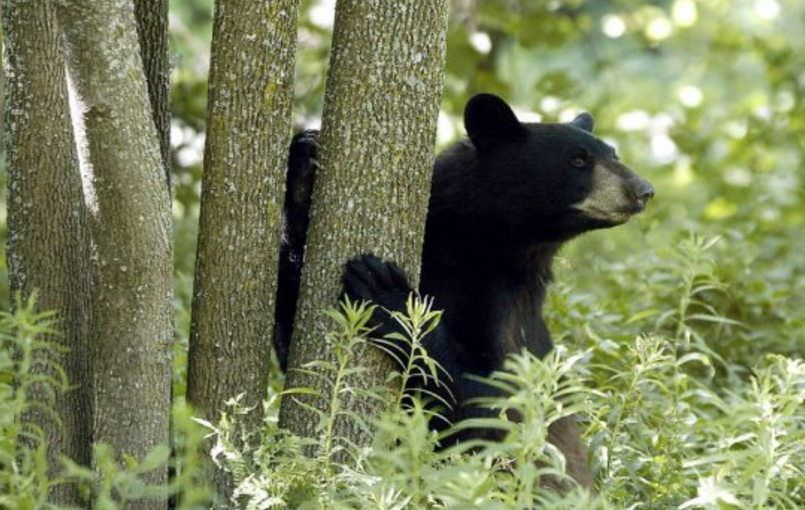 安省春季獵熊項目再延四年