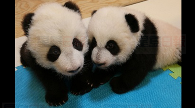 大熊貓雙胞胎“是男是女”？結果出來了