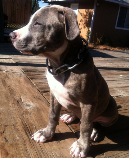 庇護所提供康復原定安樂死的21條狗