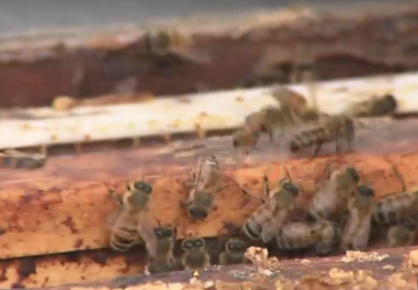 議員希望多倫多成加拿大首個蜜蜂城市