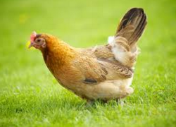 Newmarket議會批准居民養母雞