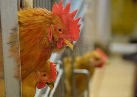 澳門爆H7亞型禽流感　殺1.5萬隻活禽停售3日