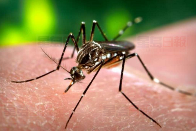 科學家將測試寨卡病毒能否感染加拿大蚊子