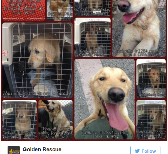 8只獲救狗狗從土耳其抵達多倫多