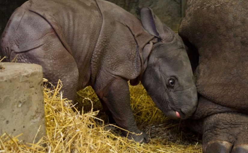 新寶寶視頻！印度犀牛生了！