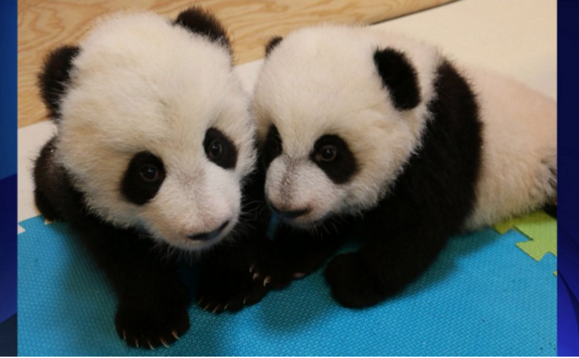 大熊貓雙胞胎要取名字了 來投票吧
