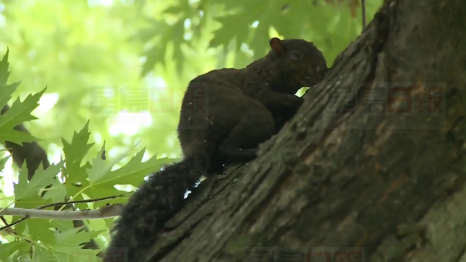 松鼠長胖浣熊亂逛：暖冬惹的禍