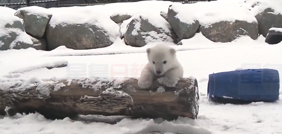 北極熊寶寶新視頻 太萌了