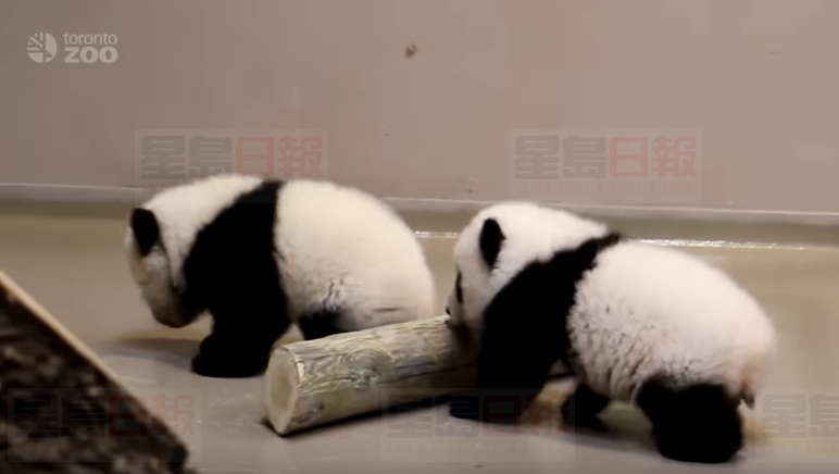 大熊貓雙胞胎寶寶四個月了 極好動