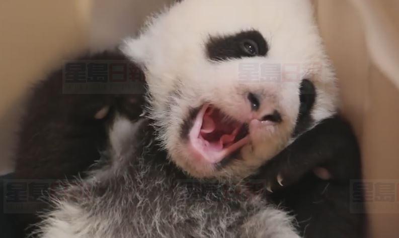 多市動物園熊貓BB 熱門名字出爐