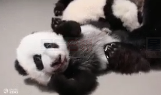 幾時可以到動物園參觀大熊貓寶寶？