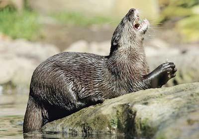 動物園幫水獺穿褲子 至其溺死水塘