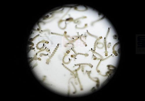 夏威夷進入緊急狀態 登革熱爆發