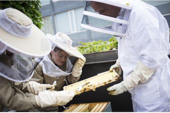 多倫多將申請成為“蜜蜂城”