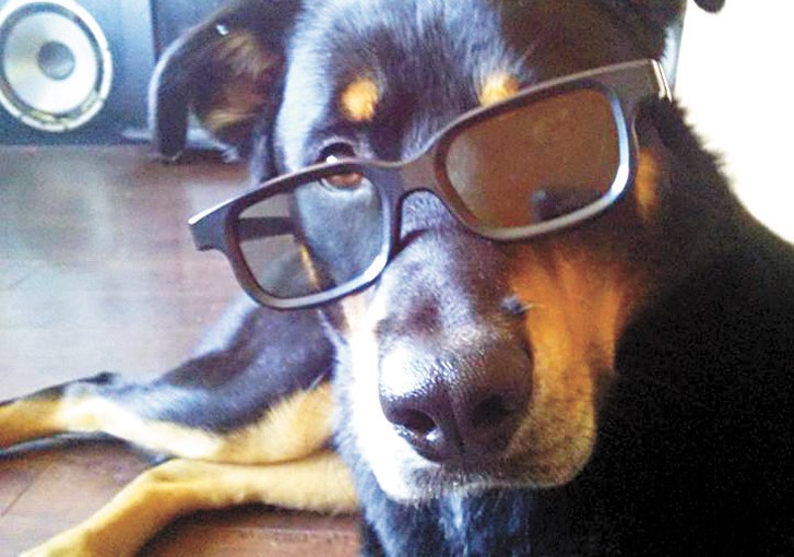 卑詩居民注意 網上出現免費送狗騙局