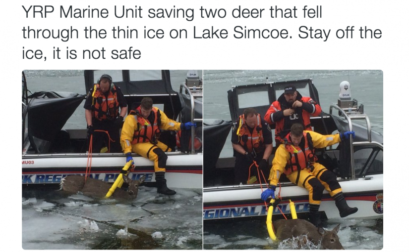 Oh Deer！水警營救兩隻卡在冰面的鹿