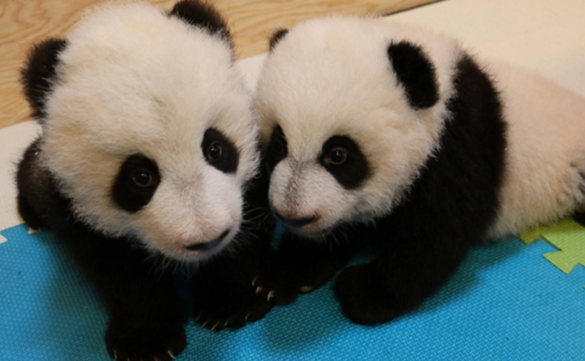 熊貓寶寶取名加盼盼和加悅悅！