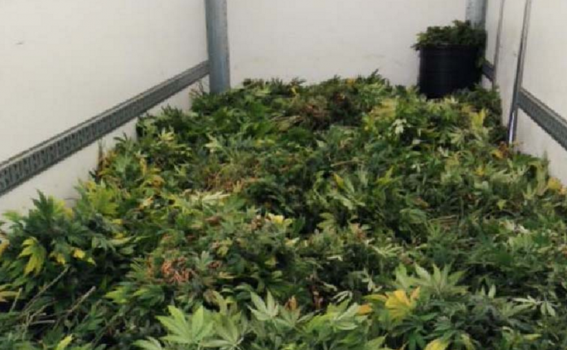 萬錦華裔男子卡車里發現843磅大麻