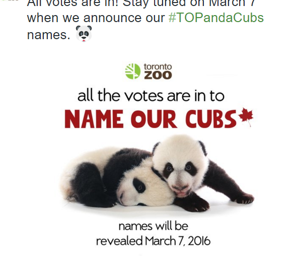 多倫多大熊貓寶寶官方名字何時公佈？