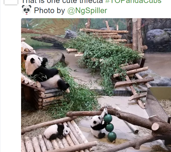 週六熊貓寶寶對外開放 附最新家庭樂圖