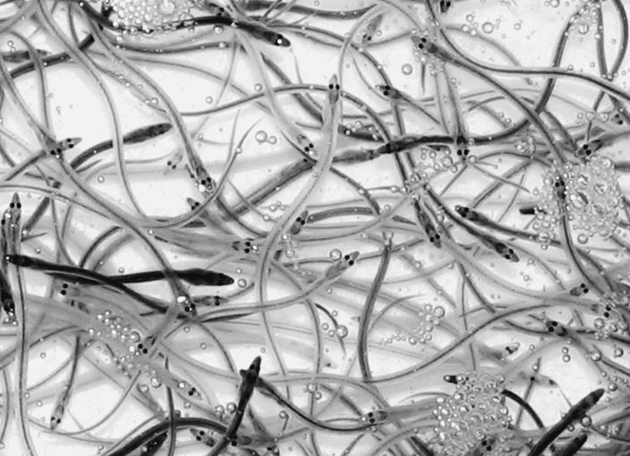 日本鰻魚瀕臨絕種 香港魚苗走私入日