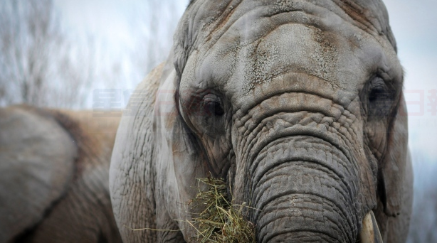 多倫多動物園近四年后重獲國際認證
