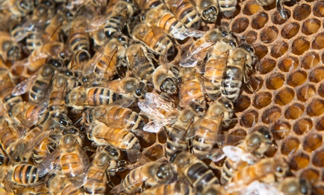 魁北克養蜂人被偷走5百萬只蜜蜂 價值20萬