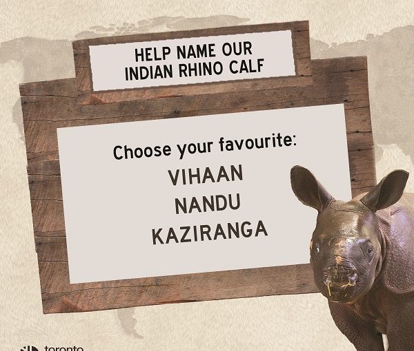 多倫多動物園 請大家投票定落犀牛名字