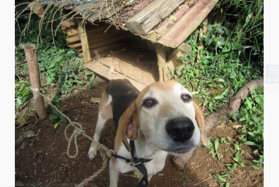 研究發現 狗狗並不喜歡被人擁抱