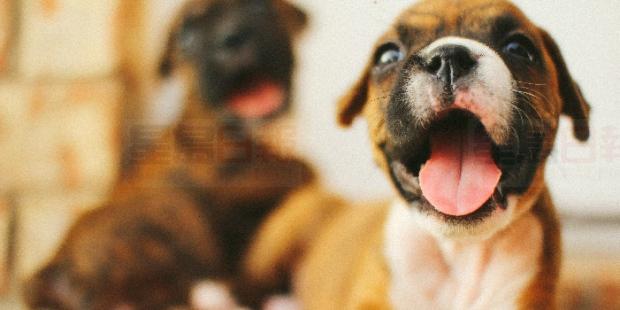 鼓勵領養特別互動 Uber送狗親親