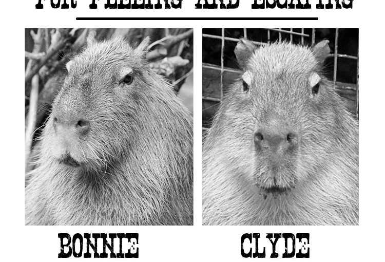 週二兩隻水豚逃犯 現在還未“歸案”