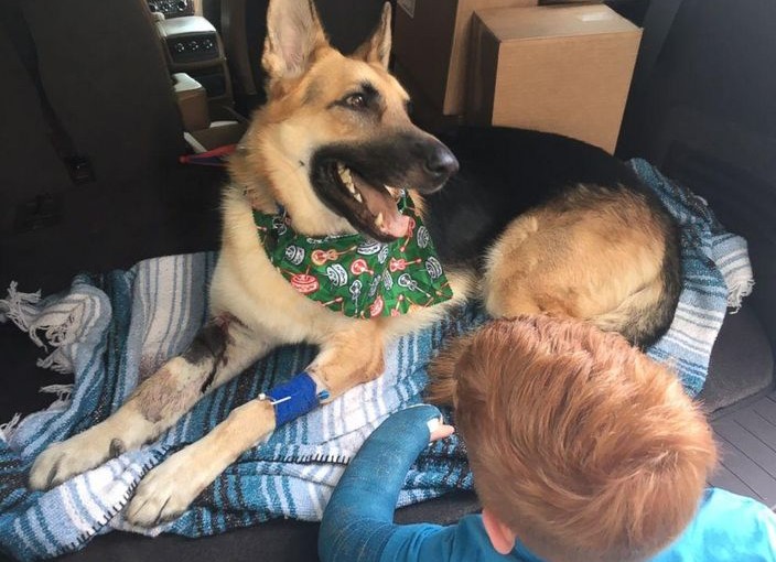 忠犬冒死護主 被咬3口不投降嚇退響尾蛇