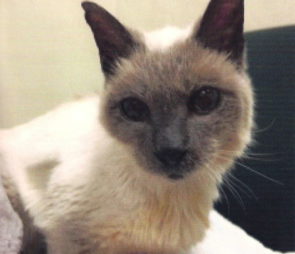 全球最老貓貓去世享年30歲