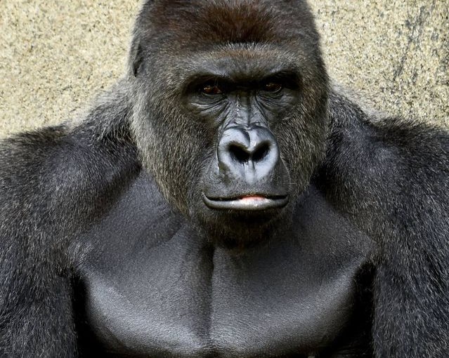 救男童殺大猩猩風波未平 父母被轟難辭其咎